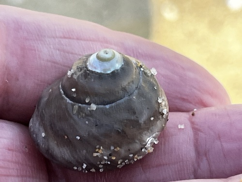 Tegula aureotincta