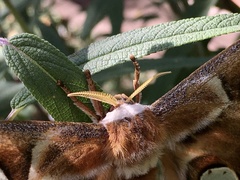 Rothschildia arethusa