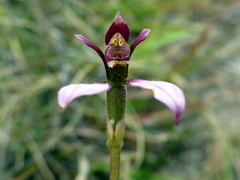 Eriochilus