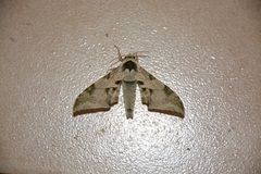 Chloroclanis virescens