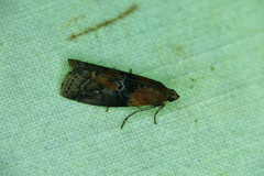Sciota adelphella