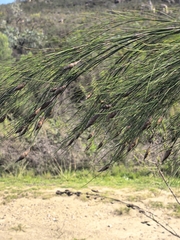Cannomois virgata