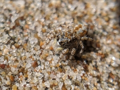 Habronattus amicus