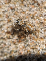 Habronattus amicus