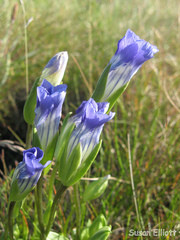 Gentianopsis detonsa