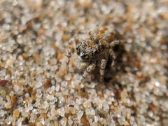 Habronattus amicus