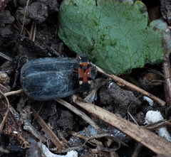 Beosus quadripunctatus