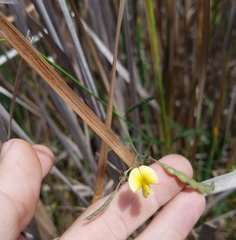 Aeschynomene pratensis