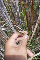 Aeschynomene pratensis