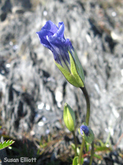 Gentianopsis detonsa