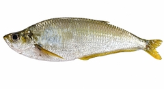 Pacific Longfin Herring photo 1