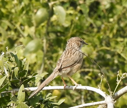 Common Babbler (Argya caudata), photo 9