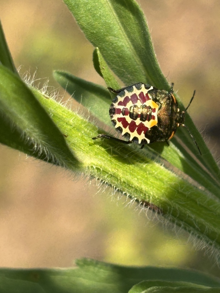 Ndebele Bug from Kamukina, Kigali, Rwanda on April 30, 2026 at 04:33 PM ...