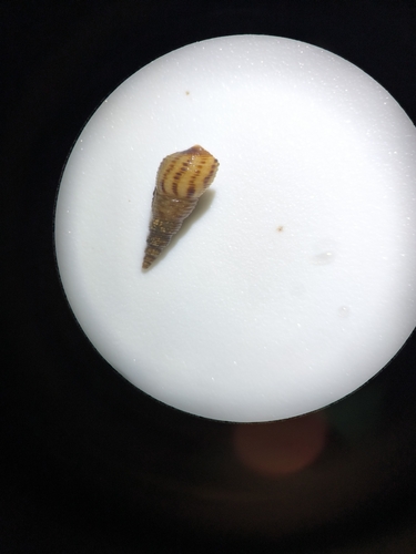 Melanoides tuberculata