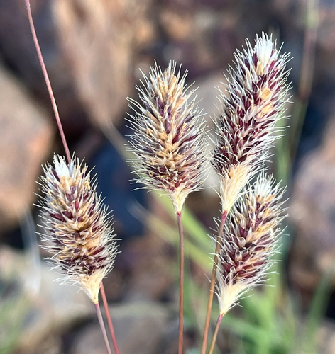 Fingerhuthia africana, photograph 4