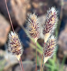 Fingerhuthia africana, photograph (c) Dave U, some rights reserved (CC BY-SA)