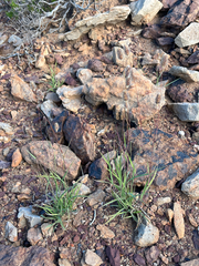 Fingerhuthia africana, photograph (c) Dave U, some rights reserved (CC BY-SA)
