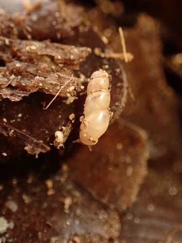 Truncatella subcylindrica