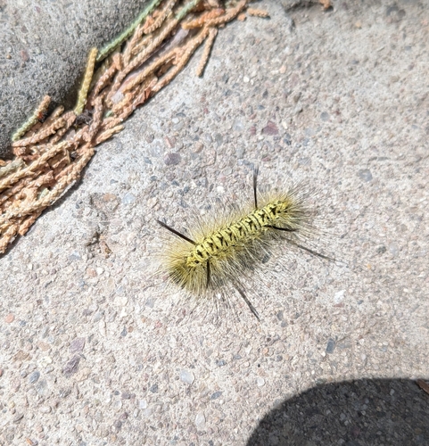 Speckled Tussock Moth photo 4