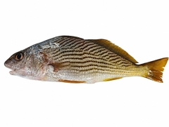 Surf Croaker photo 1