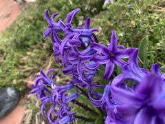 Hyacinthus