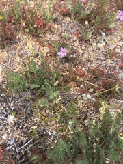 Erodium cicutarium