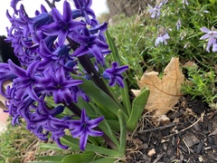 Hyacinthus