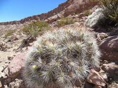 Maihueniopsis camachoi