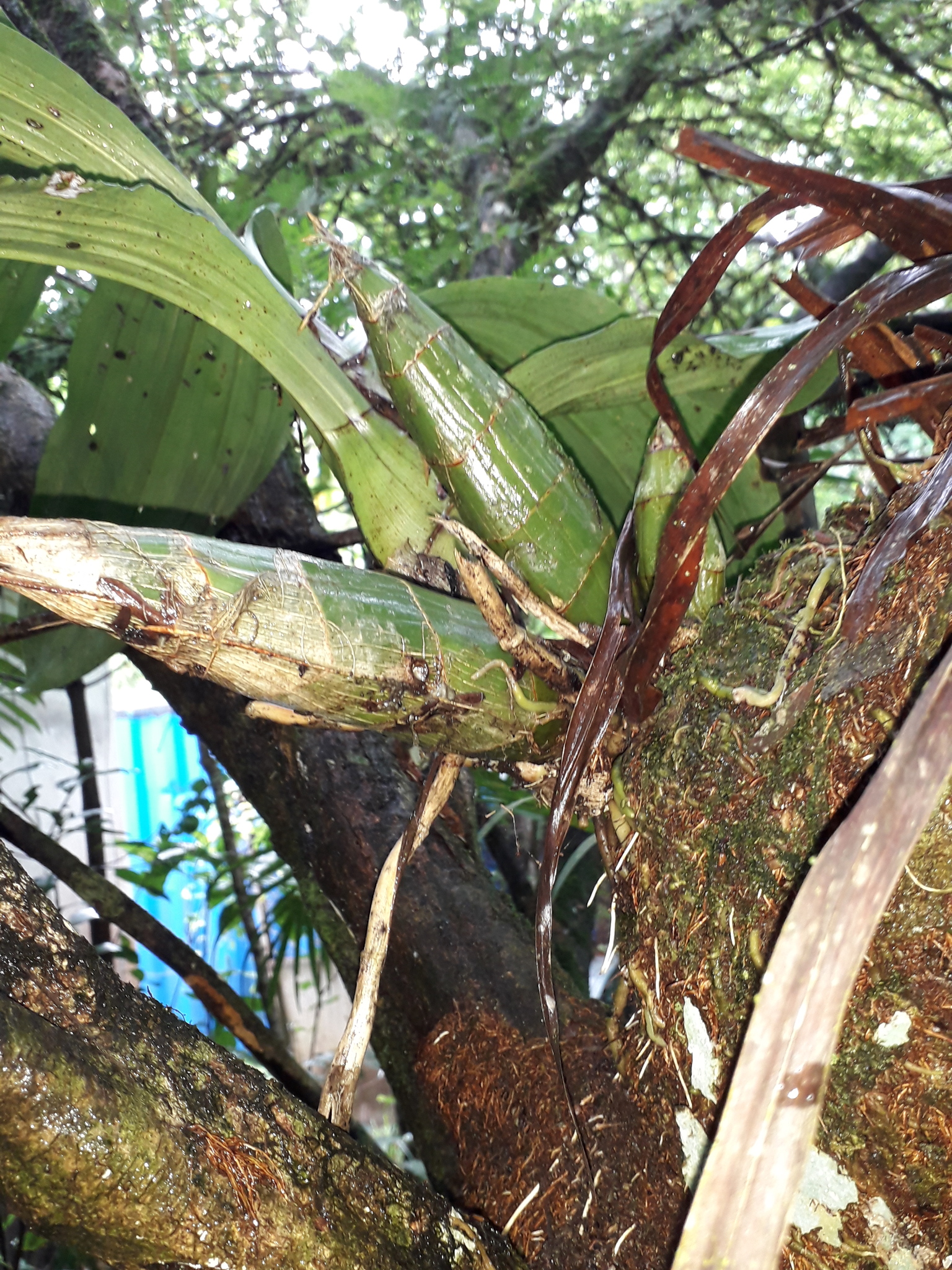 Imagem de catasetum