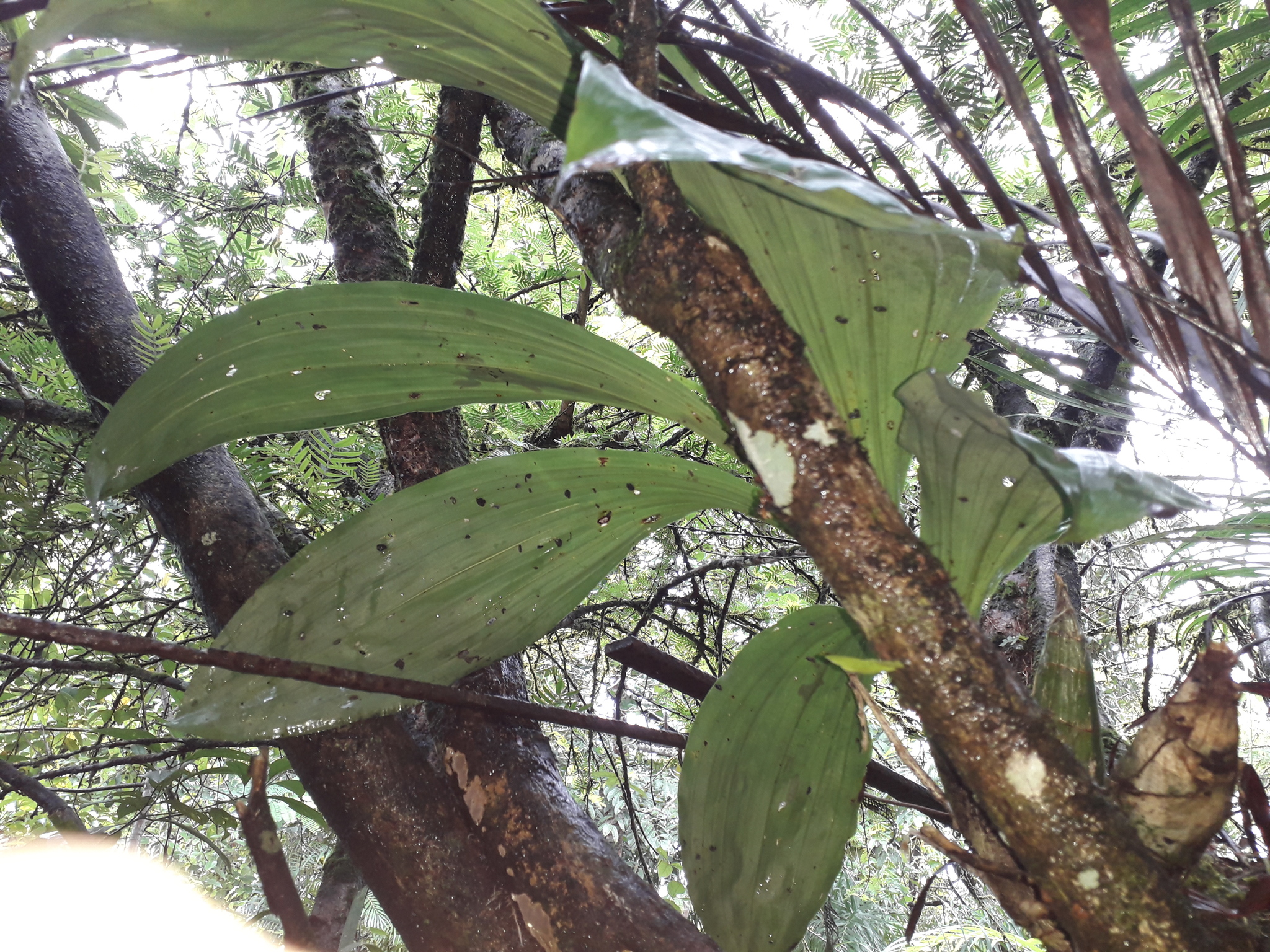 Imagem de catasetum