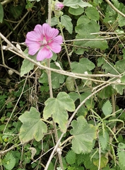 Malva olbia, photograph (c) ahabo, some rights reserved (CC BY)