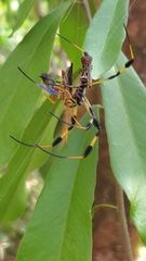 Trichonephila clavipes image