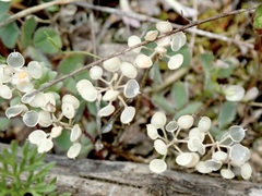 Alyssum simplex