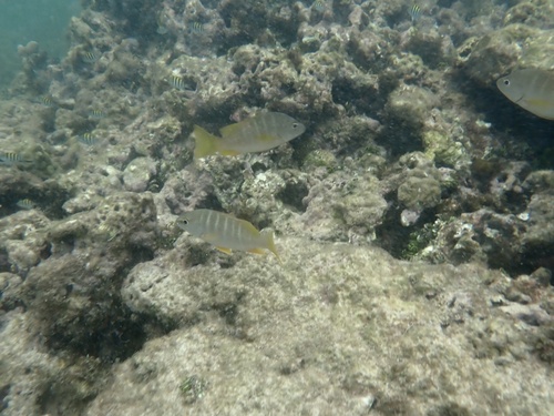 Lutjanus apodus
