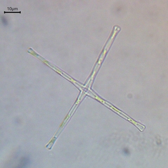 Fragilaria