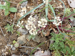 Alyssum simplex