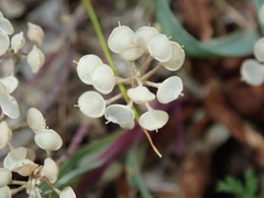 Alyssum simplex