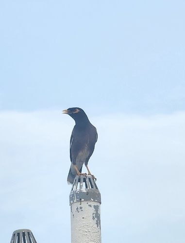 Common Myna