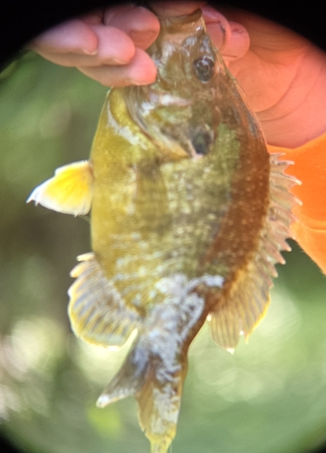 Lepomis macrochirus × cyanellus