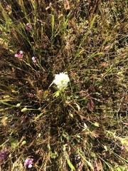 Castilleja densiflora gracilis