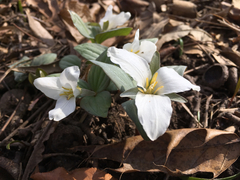 Trillium nivale