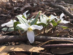 Trillium nivale