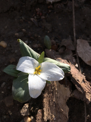 Trillium nivale