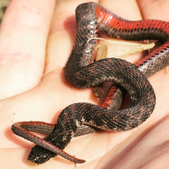 Clonophis kirtlandii