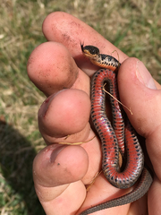Clonophis kirtlandii