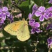 Lesbia Clouded Yellow - Photo (c) magdam, some rights reserved (CC BY-NC)