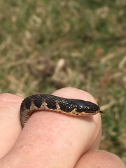 Clonophis kirtlandii