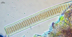 Fragilaria