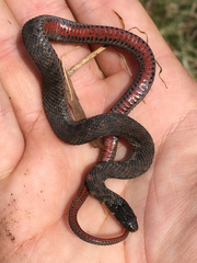 Clonophis kirtlandii