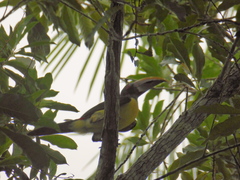 Pteroglossus viridis